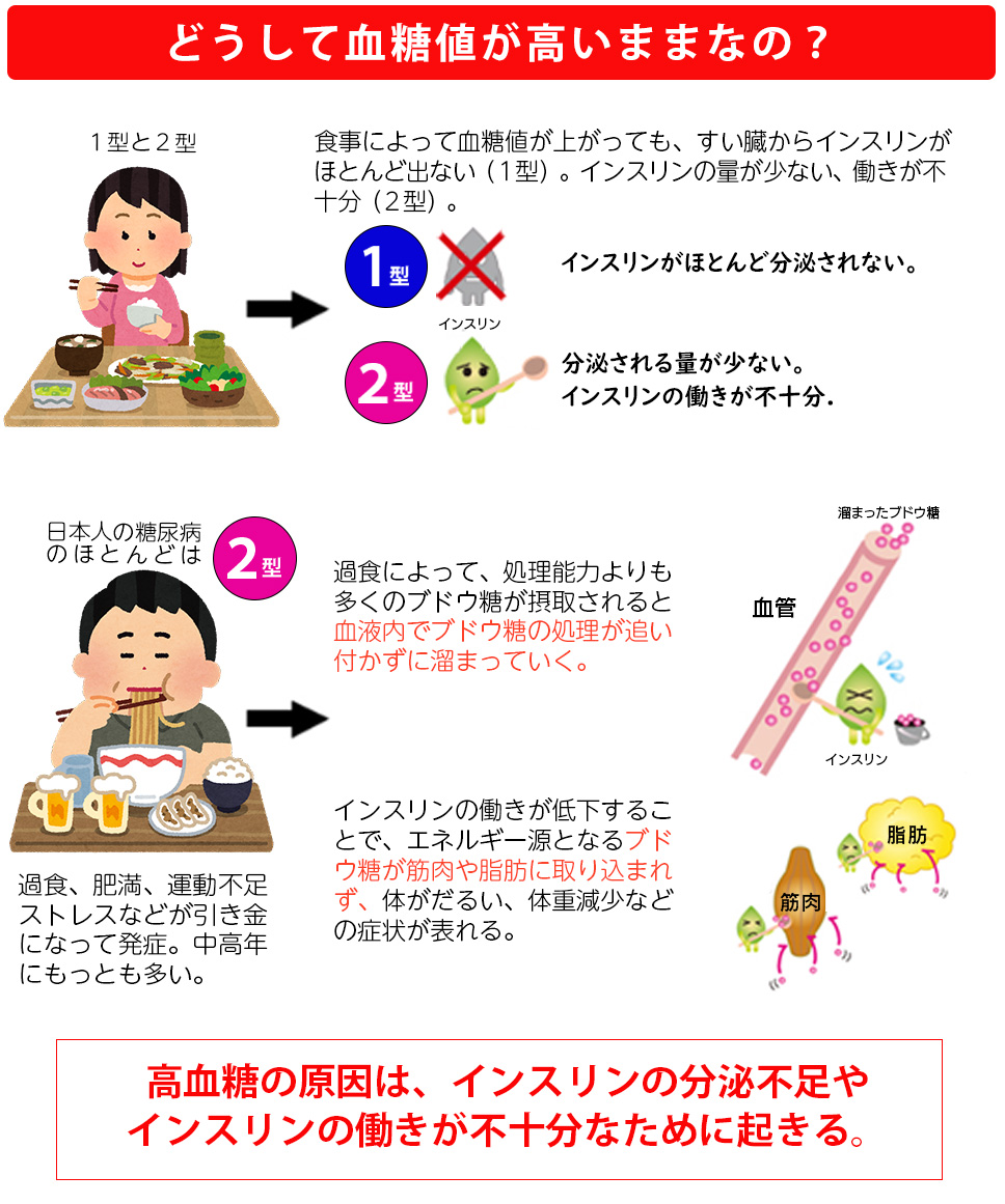 高血糖のしくみ